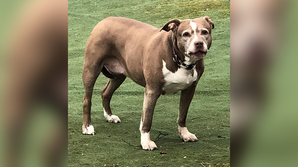 Hero dog breaks out of New York home, saves family from gas leak