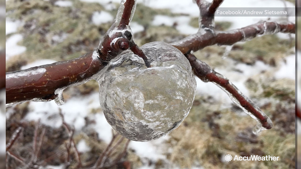 'Ghost apples' left dangling on tree after ice storm