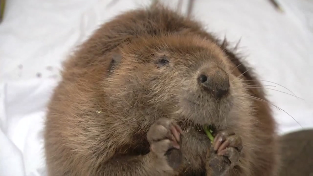 Veterinarians trying to save beaver found wandering downtown Martinez