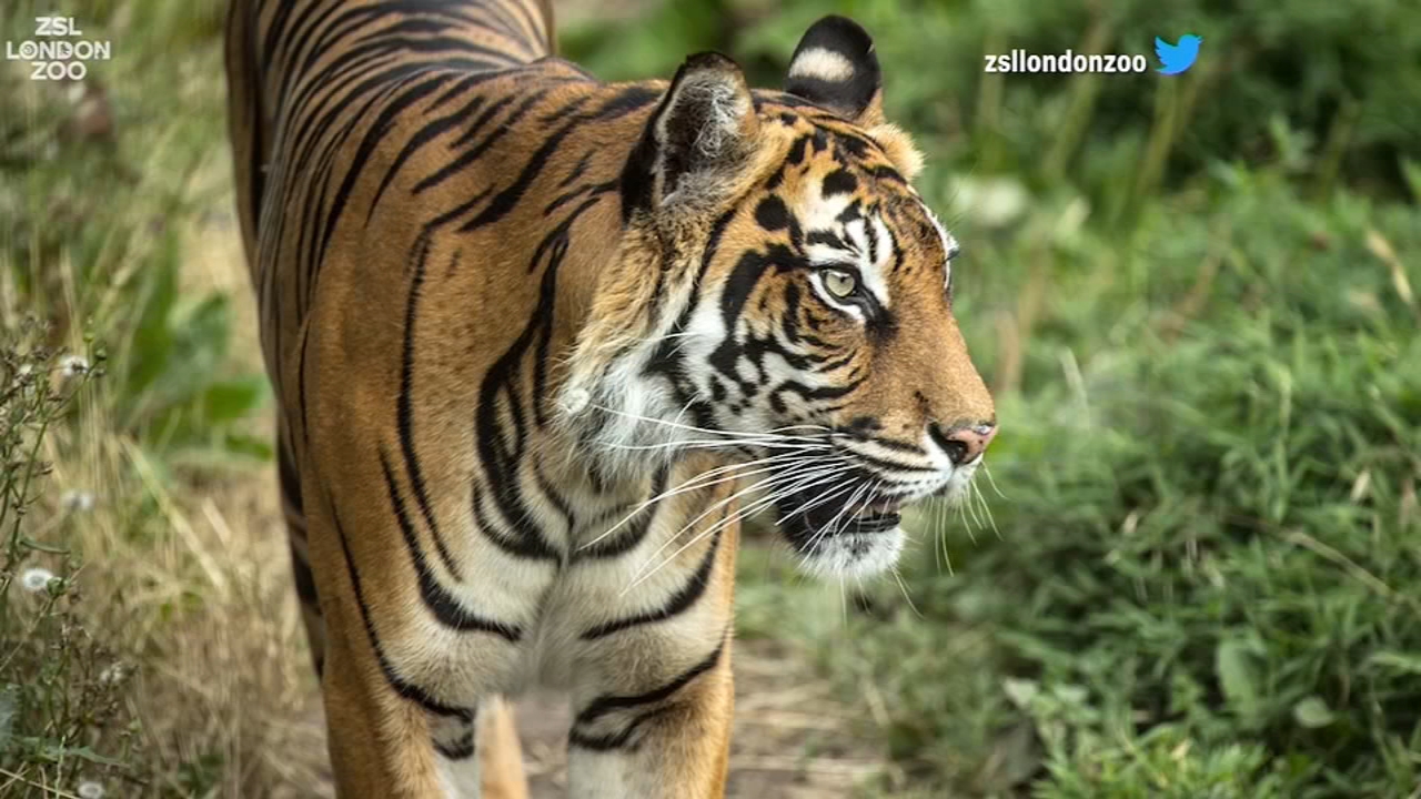 Tiger kills potential mate on first date - ABC7 Chicago