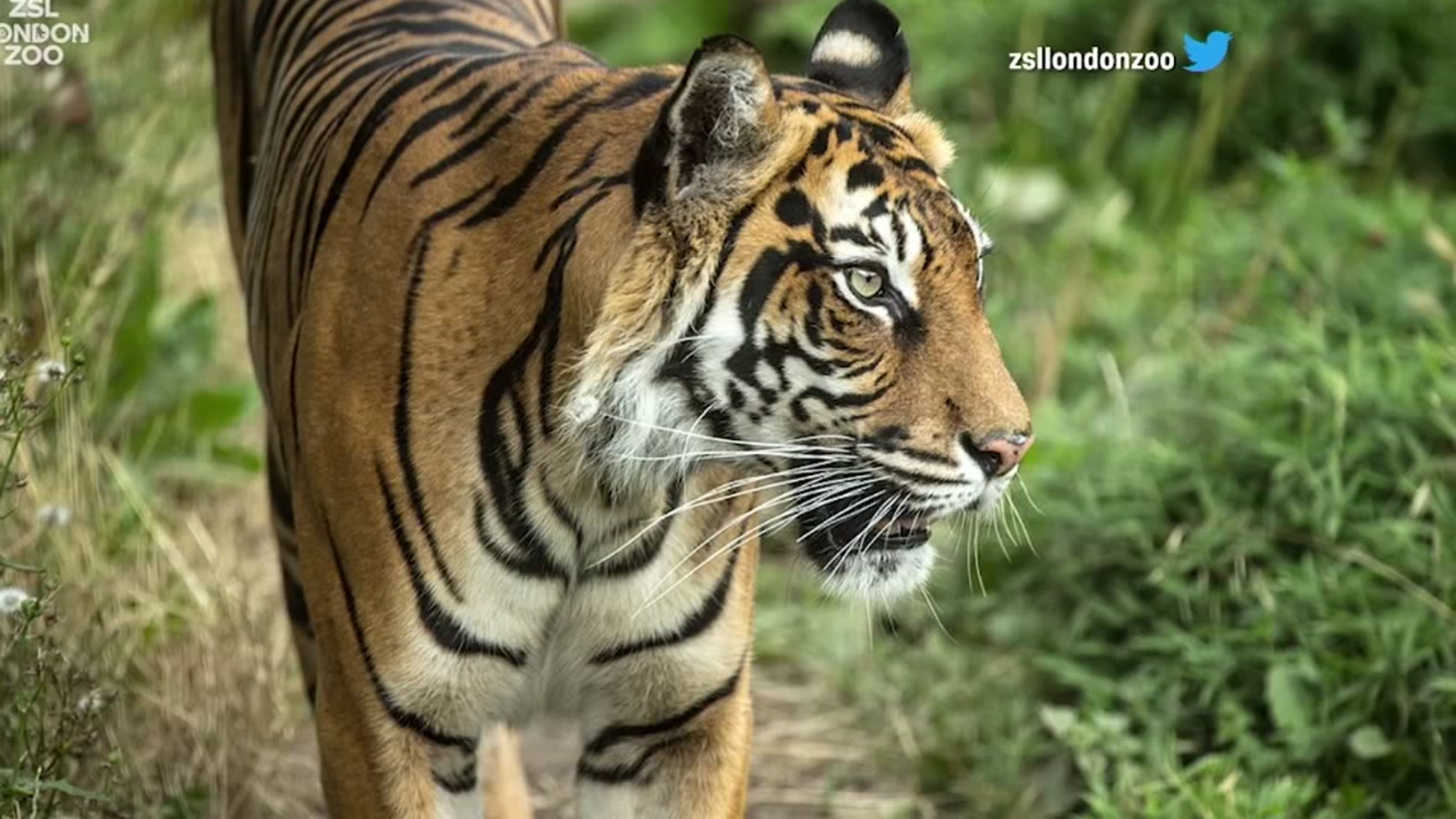 London tiger kills potential mate on first encounter ABC13 Houston