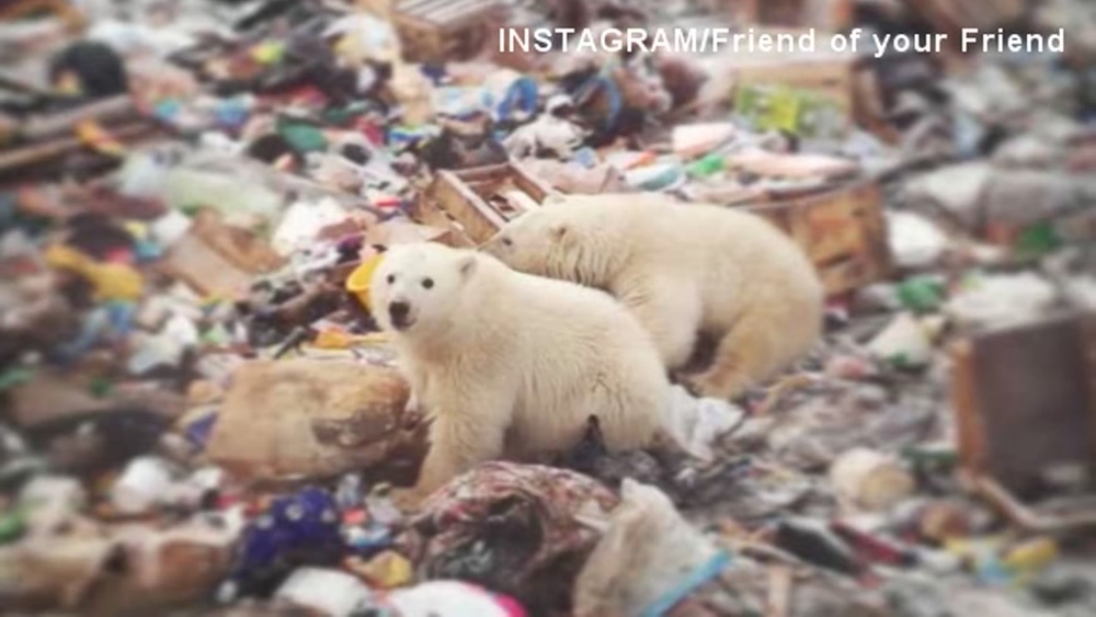 Russia issues state of emergency after 'polar bear invasion'