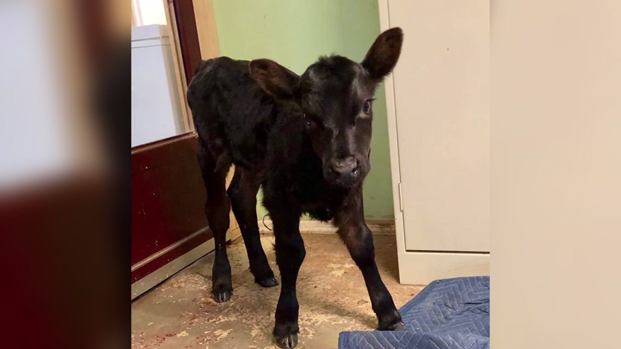 Caroline Waterfowl Rescue saves calf from family's bathroom