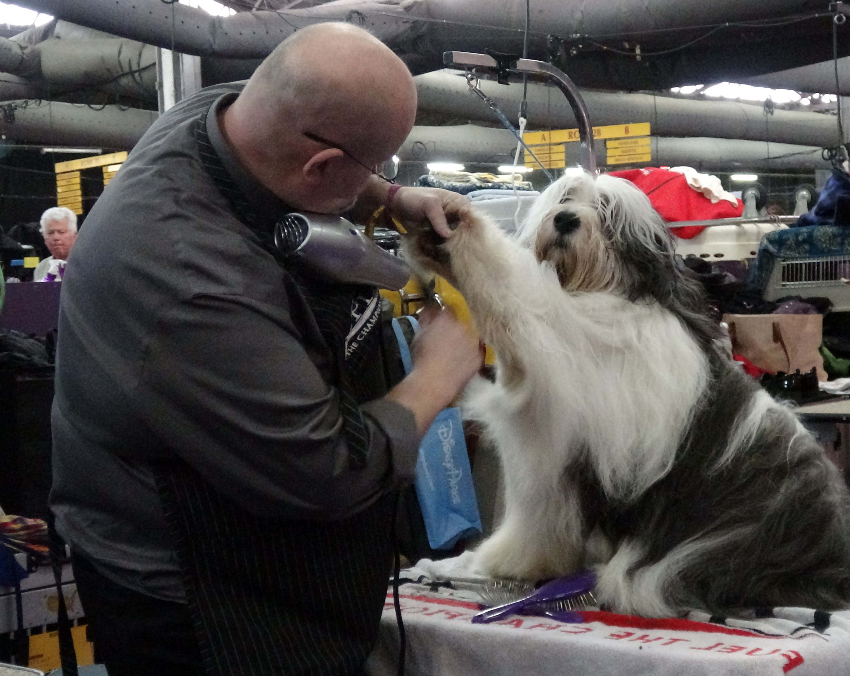 Best in Show Thousands of dogs compete for Westminster Dog Show title