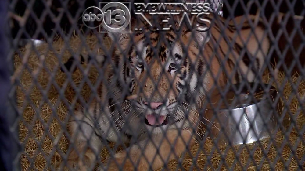 Tiger found abandoned at vacant home in southeast Houston