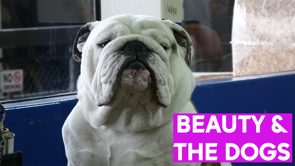 Beauty and the dogs at Westminster
