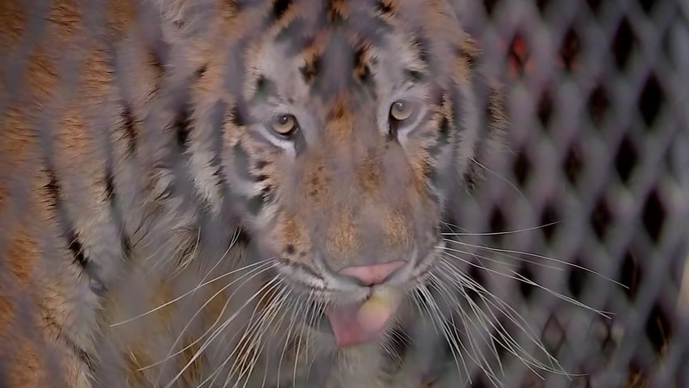 A tiger found at a vacant home in southeast Houston is at a new facility