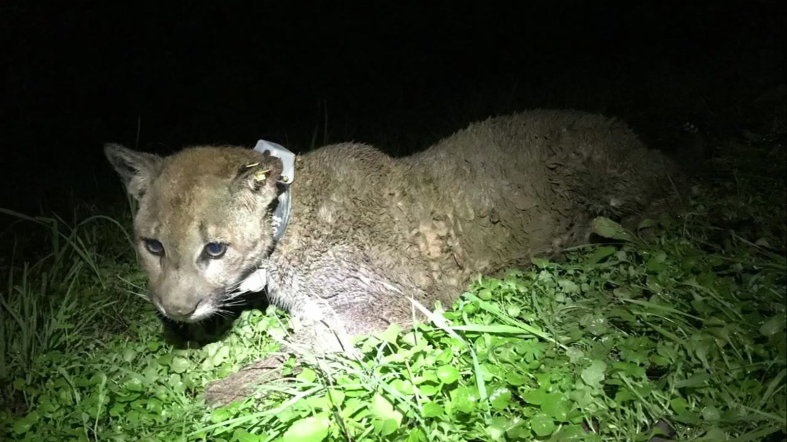 Mountain lion shot and killed after attacking sheep in Napa - ABC7 San ...