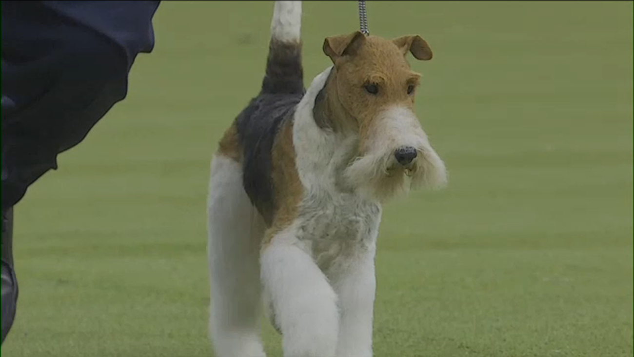Westminster Dog Show Wire Fox Terrier Called King Named Best In