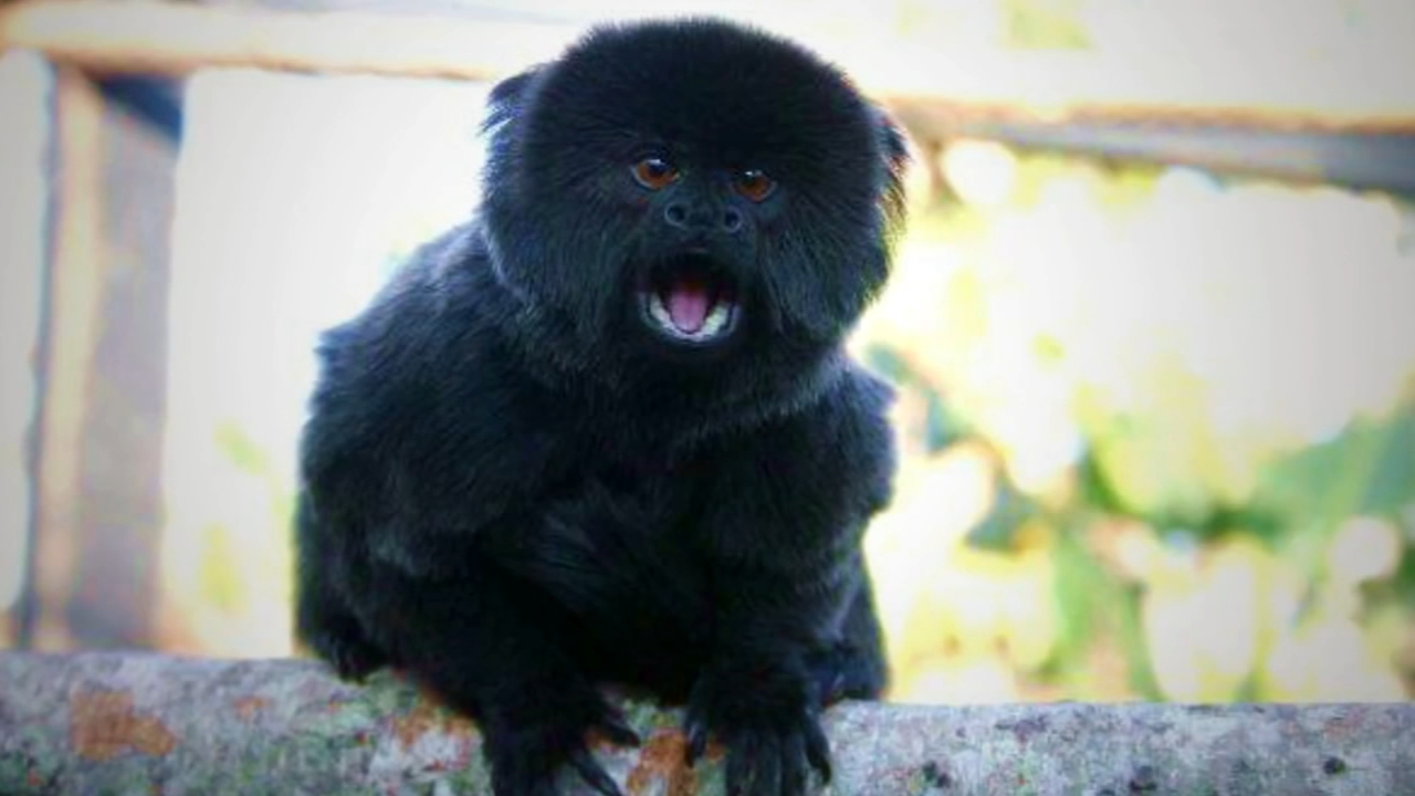 goeldi's monkey for sale
