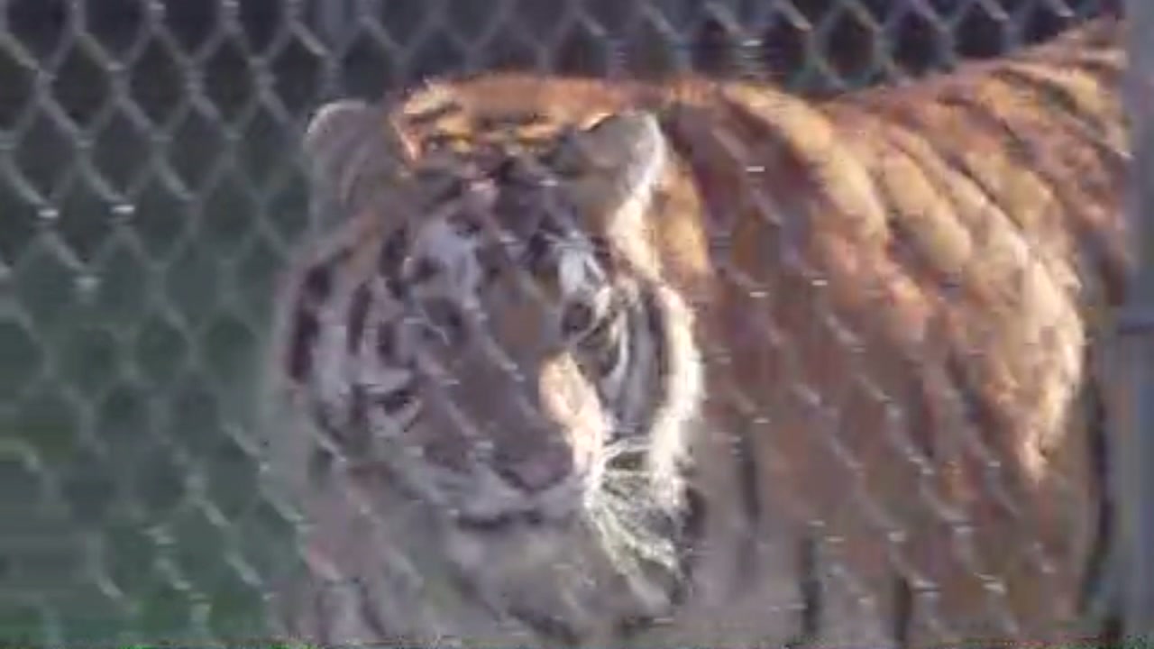 New home and new life for abandoned tiger