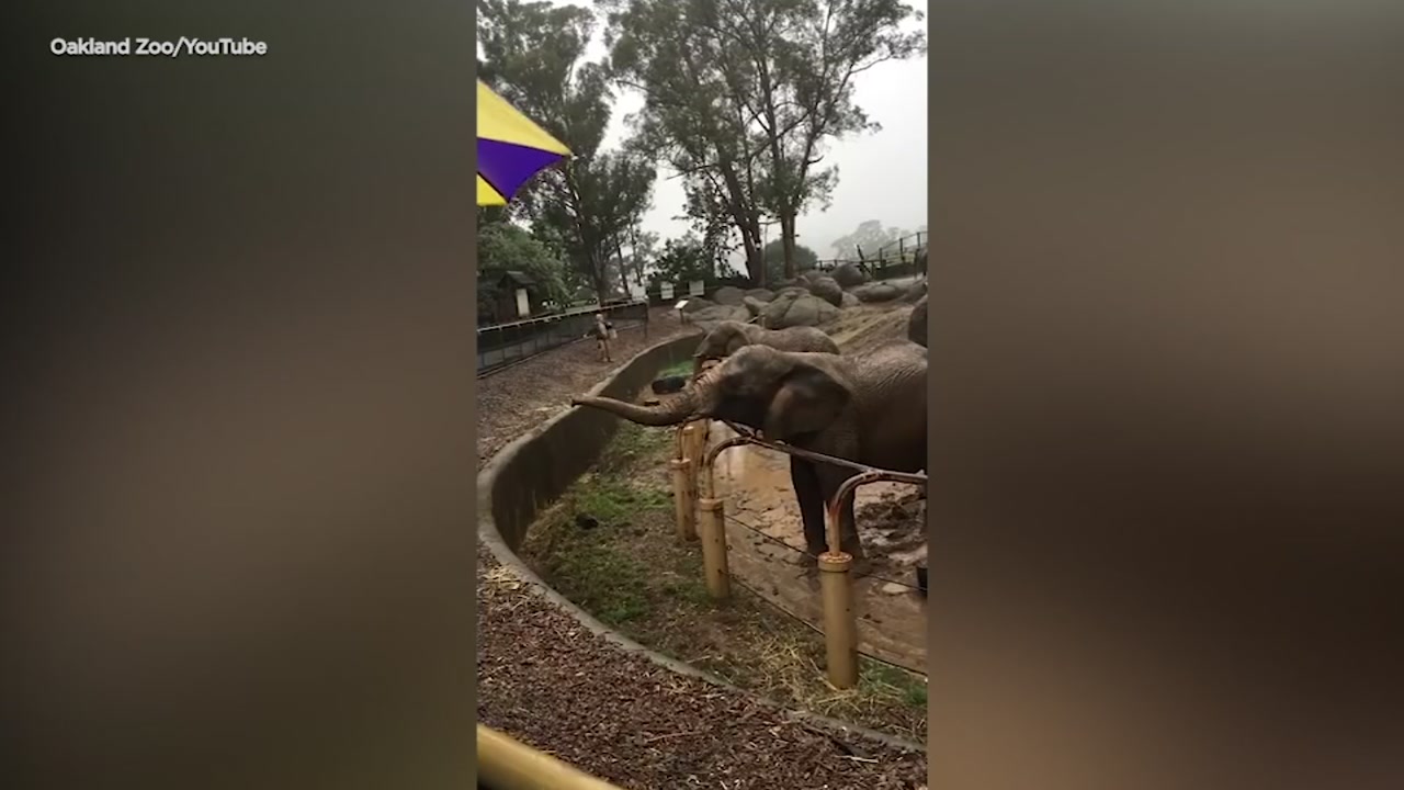 VIDEO: Elephants play in mud as storm closes Oakland Zoo