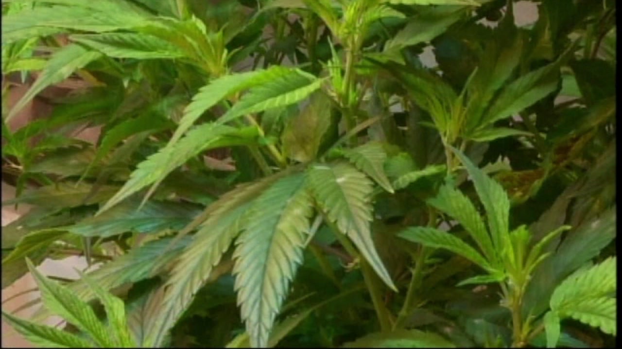 Marijuana odor sparks outrage for business owners
