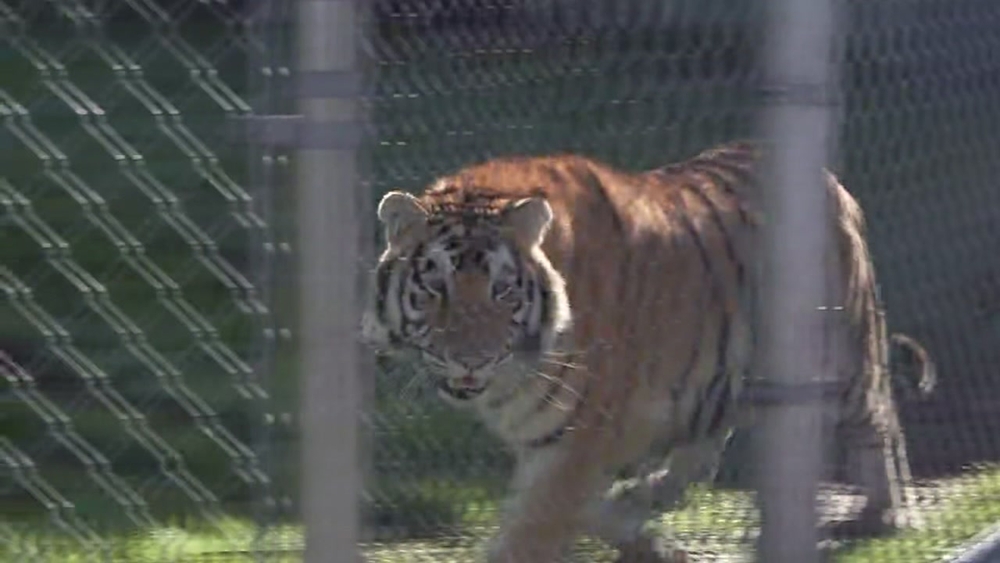 Anonymous tipster only wanted the Tiger safe