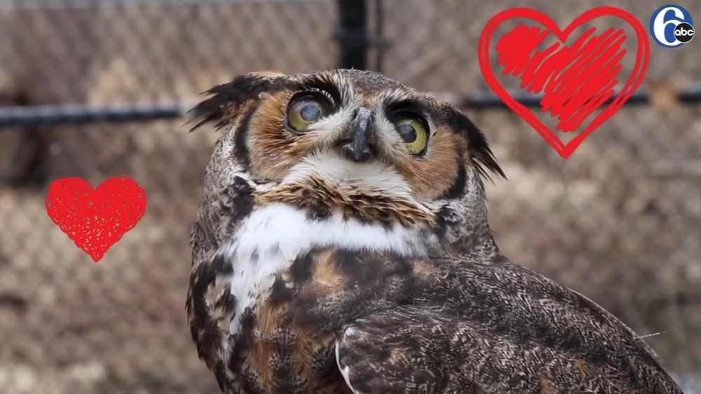 VALENTINE LOVE BIRDS: Temple's Stella is now a married owl!