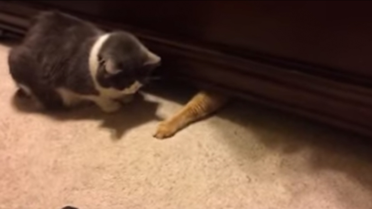 Adorable Thieving cat determined to steal best friend's treats ABC7