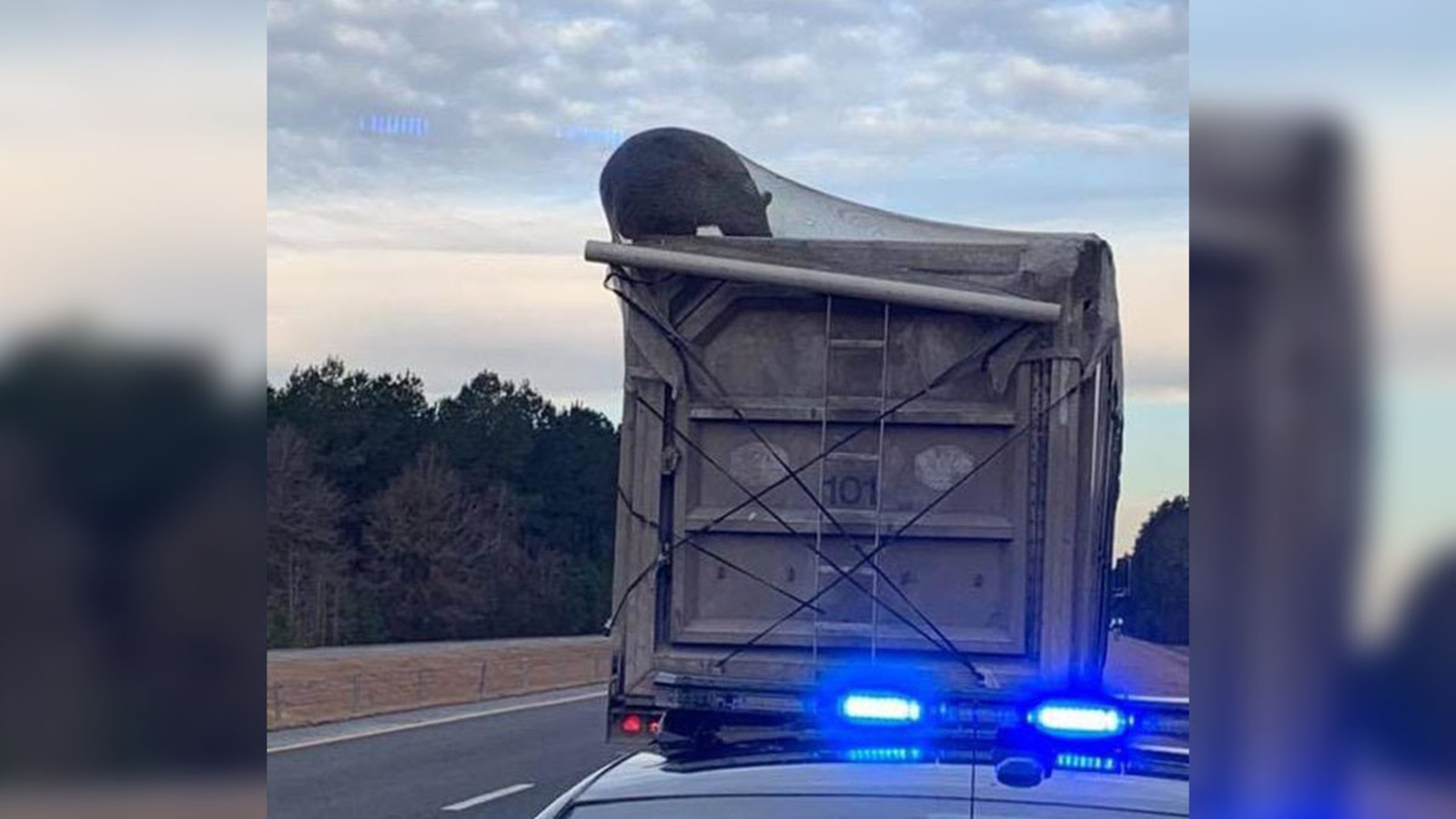 Photo shows bear hitching ride on Bertie County garbage truck ABC11