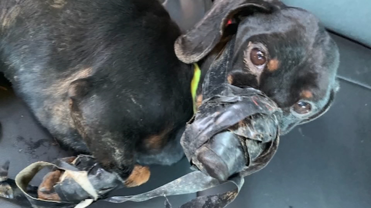 Dog found with mouth, paws bound with duct tape