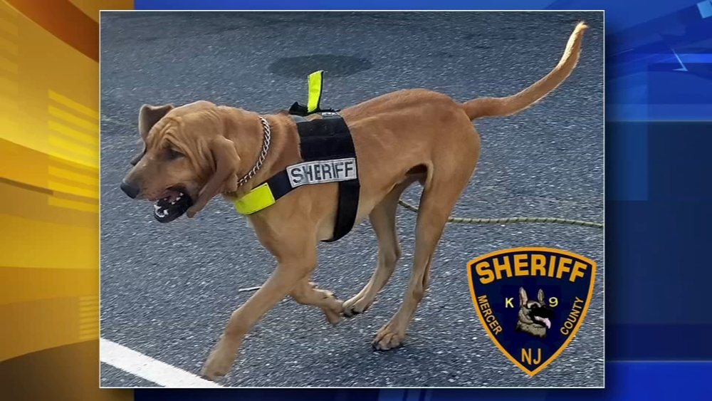 K-9 named 'Goose' finds missing New Jersey woman