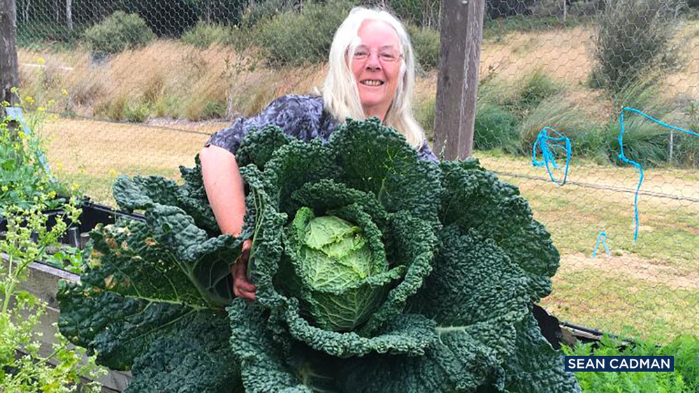 Australian woman grows enormous cabbage