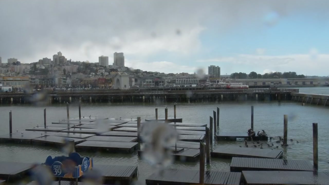 Pier 39 sea lions take cover in bay during hail storm