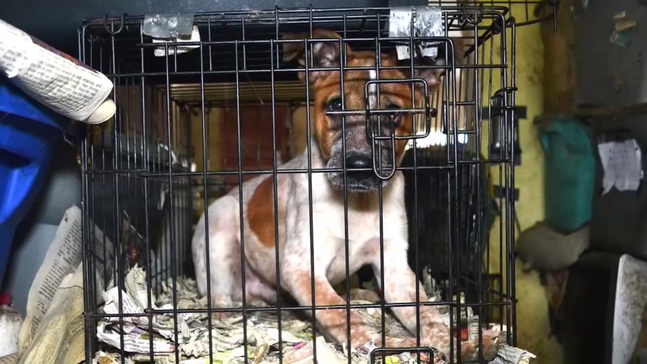 More than 40 animals rescued from filthy home