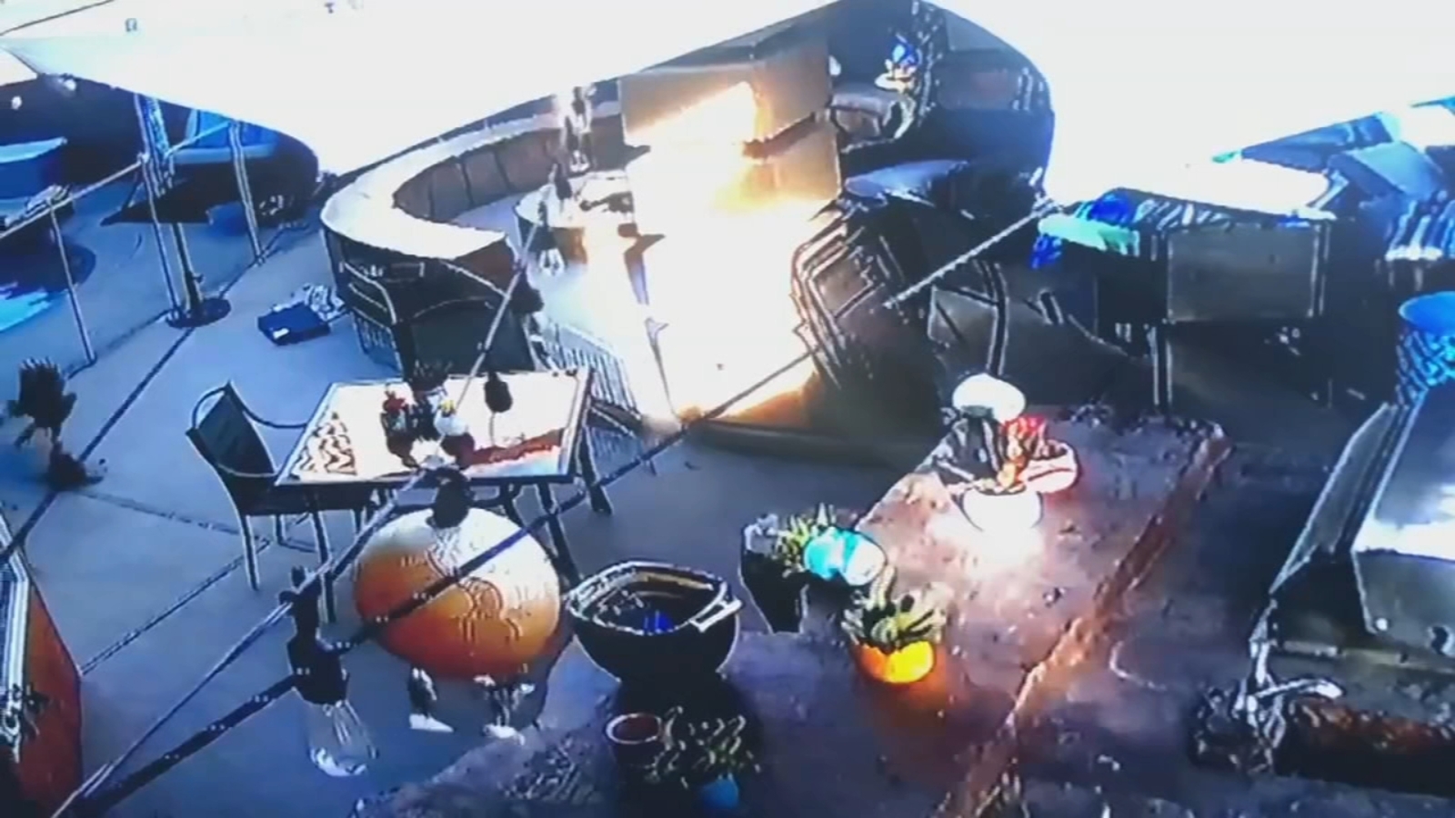 Puppy survives hawk attack 6abc Philadelphia