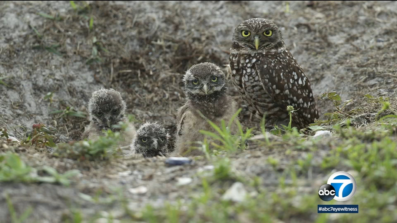 Antelope Valley College Blog: The Antelope Valley is Going to the Dogs  (that is, I mean to the Crows), image size:1280x720