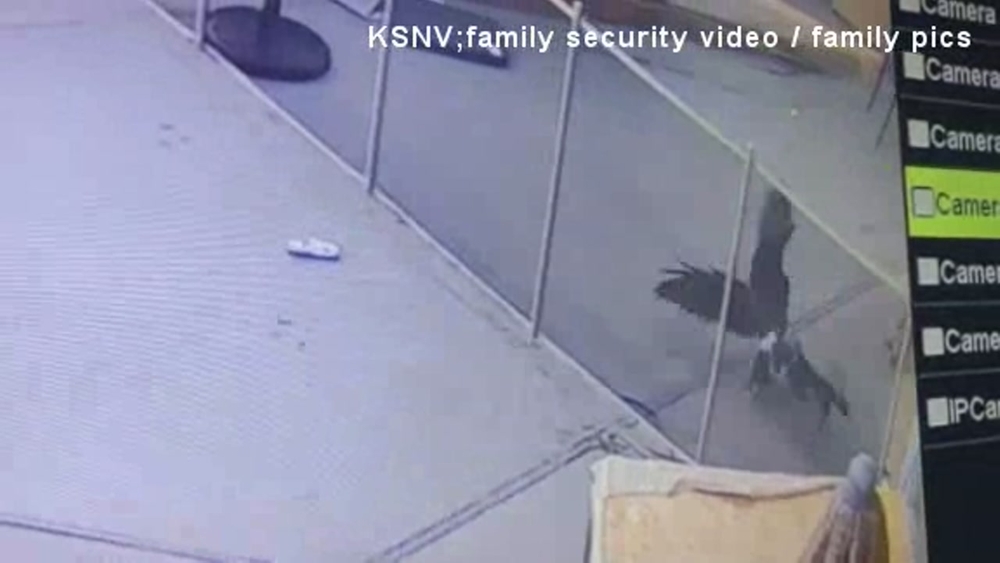 VIDEO: Small dog snatched by large bird in Nevada
