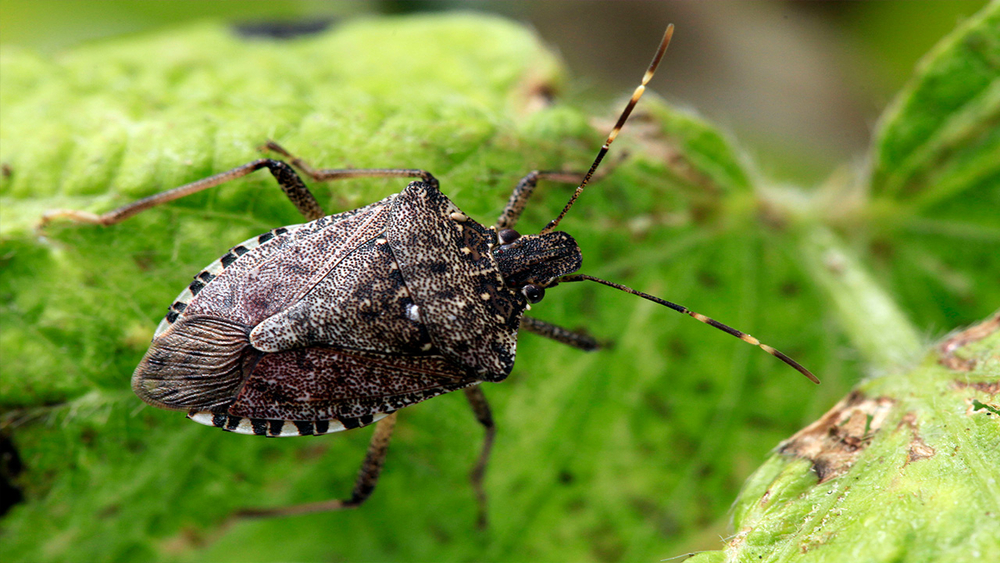 Polar Vortex may have killed off majority of stink bugs, experts find
