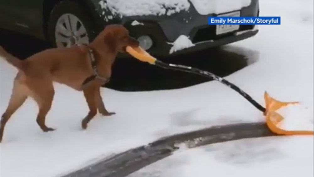 Dog helps his owner shovel snow like a pro 