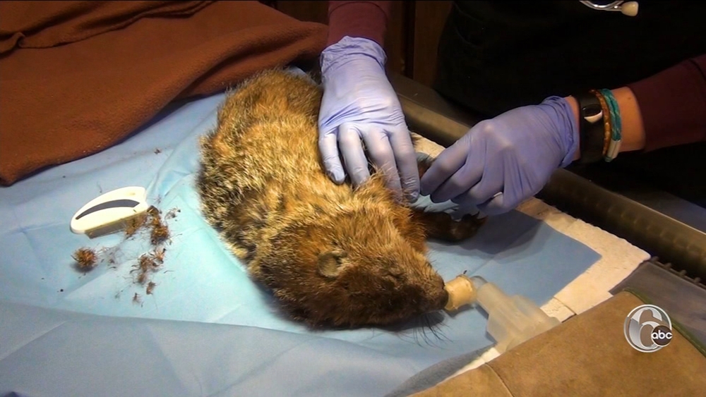 Shelter Me visits Schuylkill Wildlife Clinic