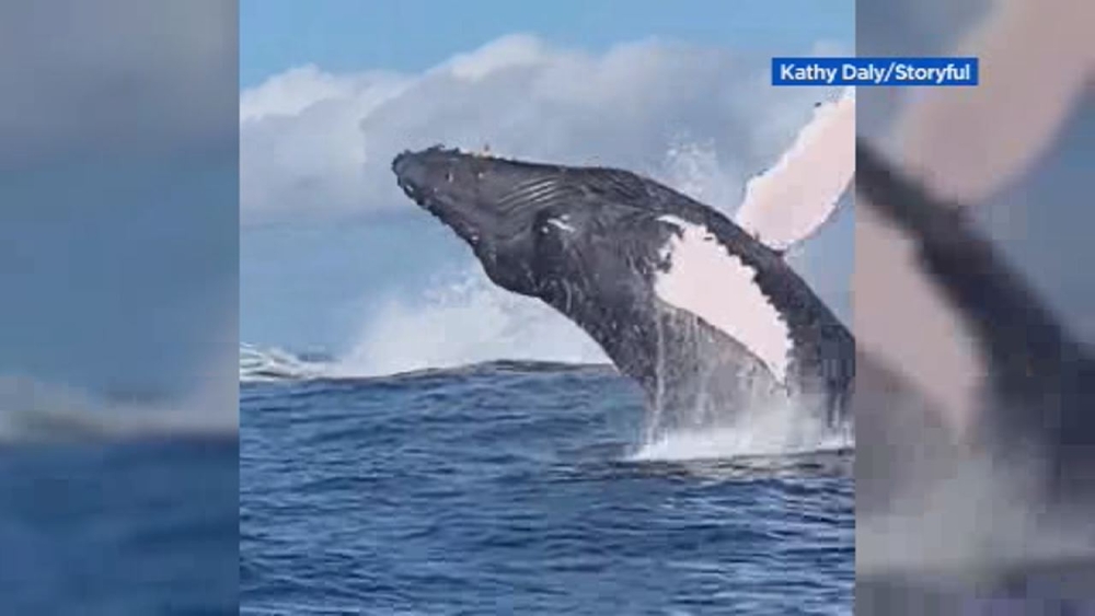 Woman screams with delight during whale encounter in Hawaii