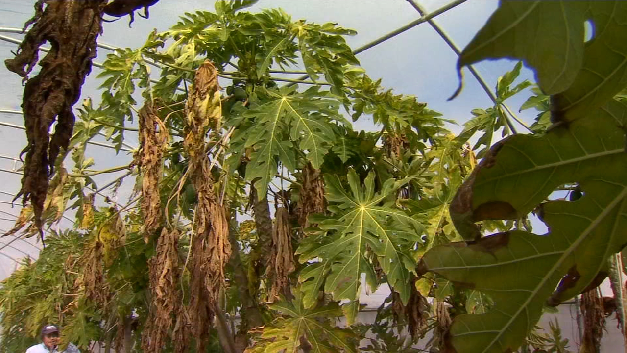 How farmers are using greenhouses to protect their tropical fruit from the cold