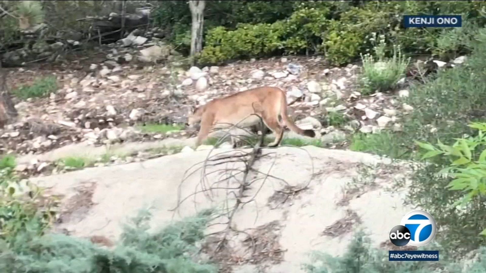 La Crescenta family captures video of large mountain lion lurking in