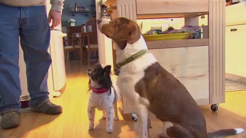 Paw-tners get in trouble for multiple 911 calls