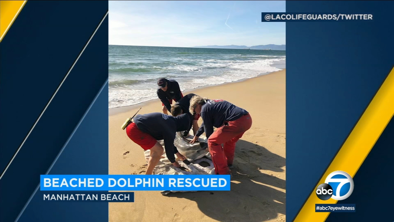 Increase seen in beached dolphins in SoCal