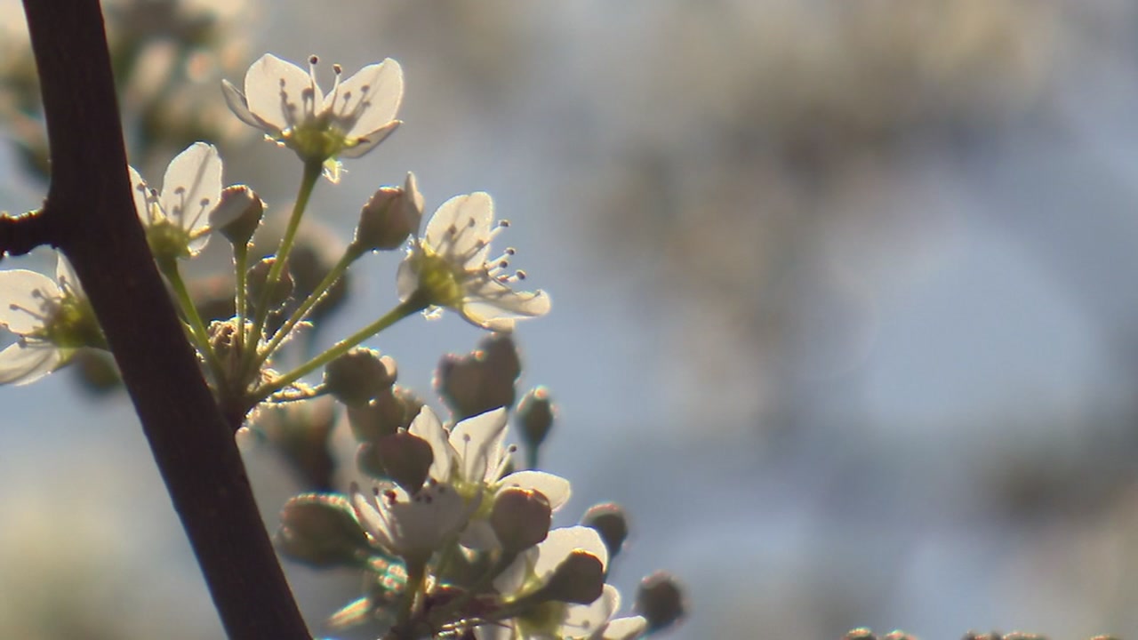 Local doctor warns long allergy season ahead