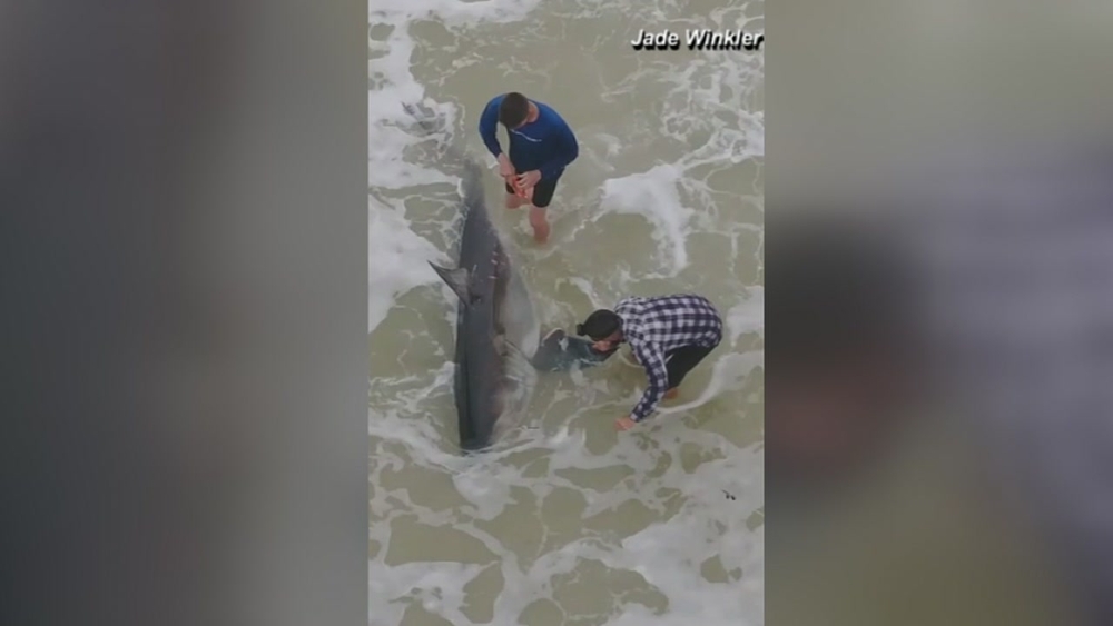 10-foot great white shark caught off Florida fishing pier