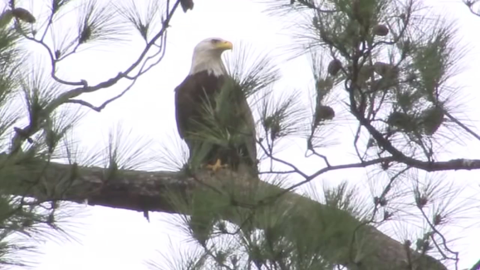 Bald eagle nest spotted in Raleigh's Shelley Lake Park - ABC11 Raleigh
