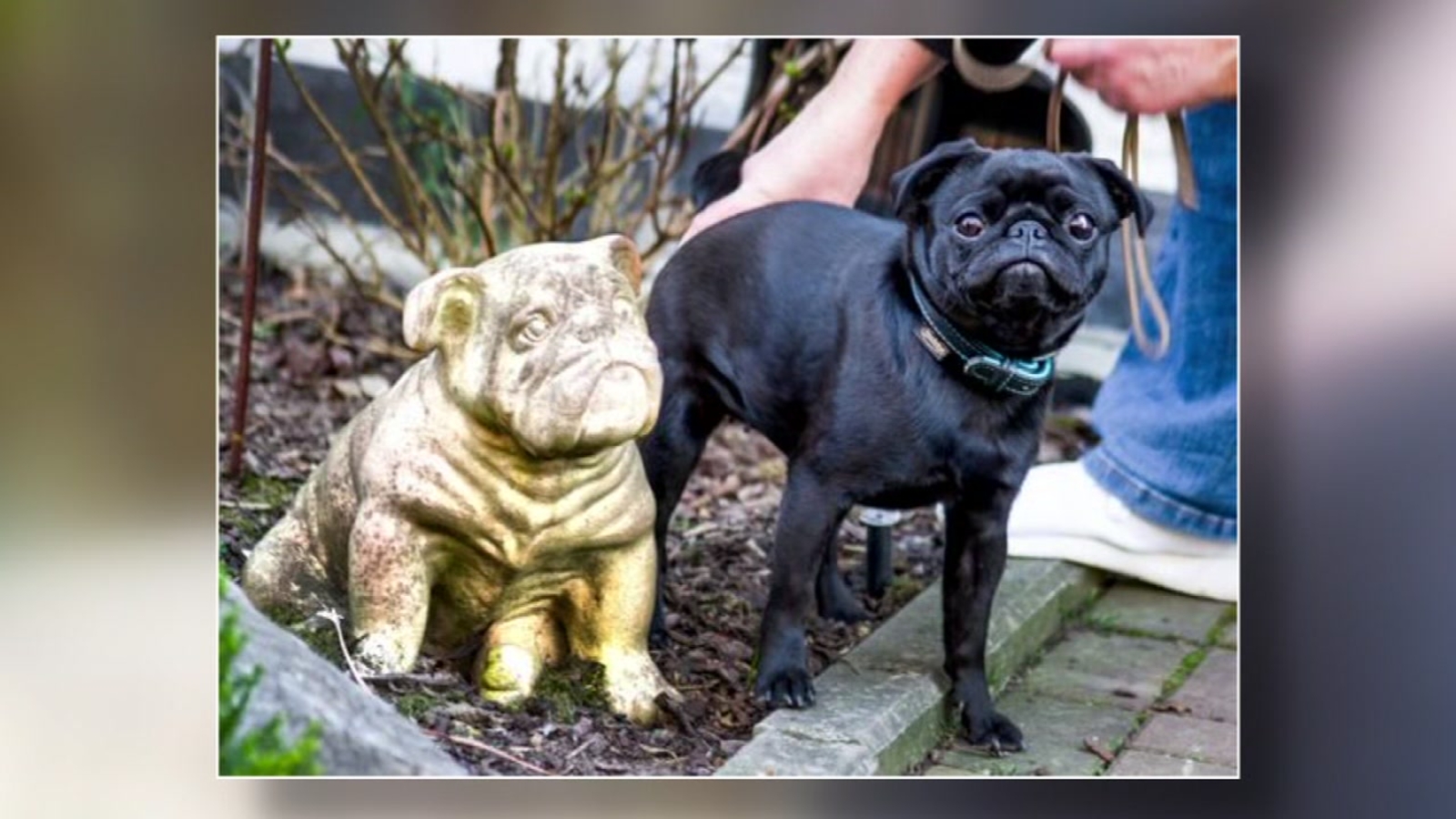 Social media outraged after family's dog seized, sold on Ebay ABC11