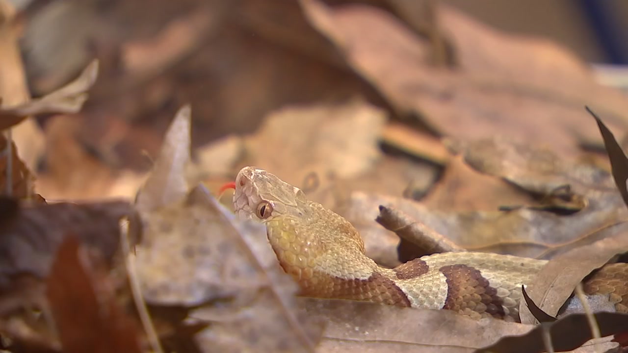 Copperhead or look alike? Experts weigh in on Triangle snake sightings