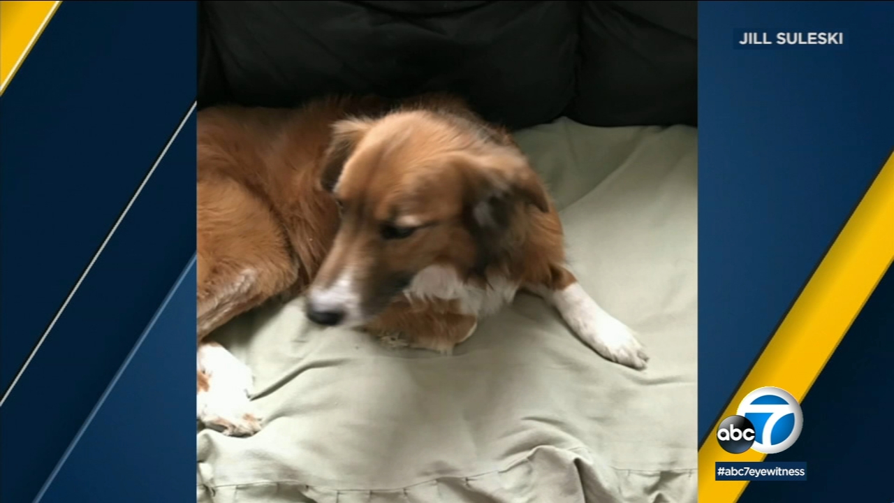 Swarming bees kill dog, attack 2 women in Santa Clarita