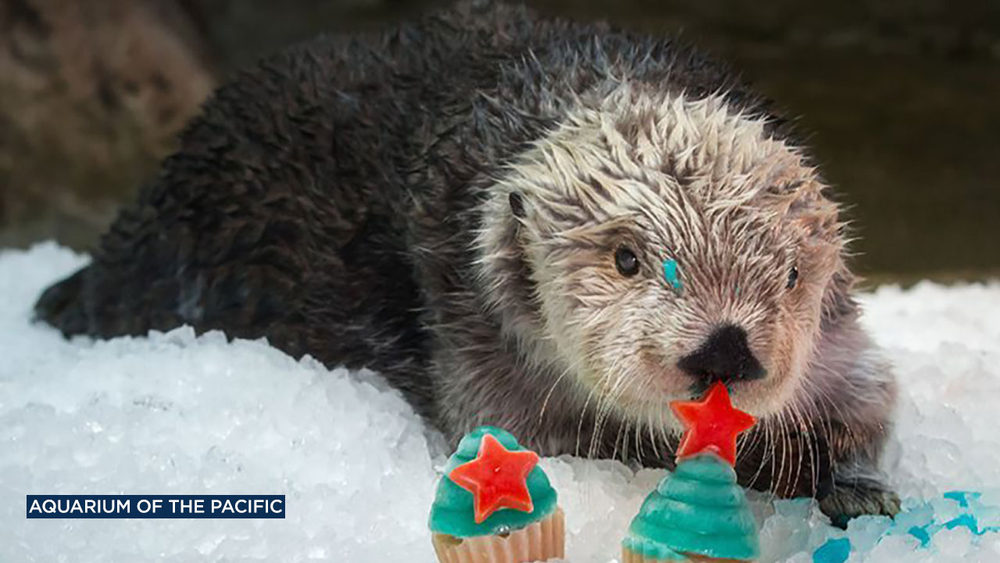 Long Beach otter breaks record in celebrating 22nd birthday