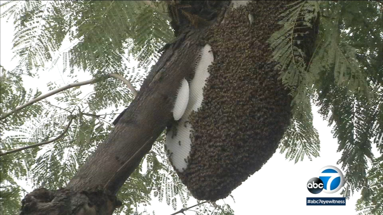 Massive beehive has Hollywood buzzing ABC7 Los Angeles