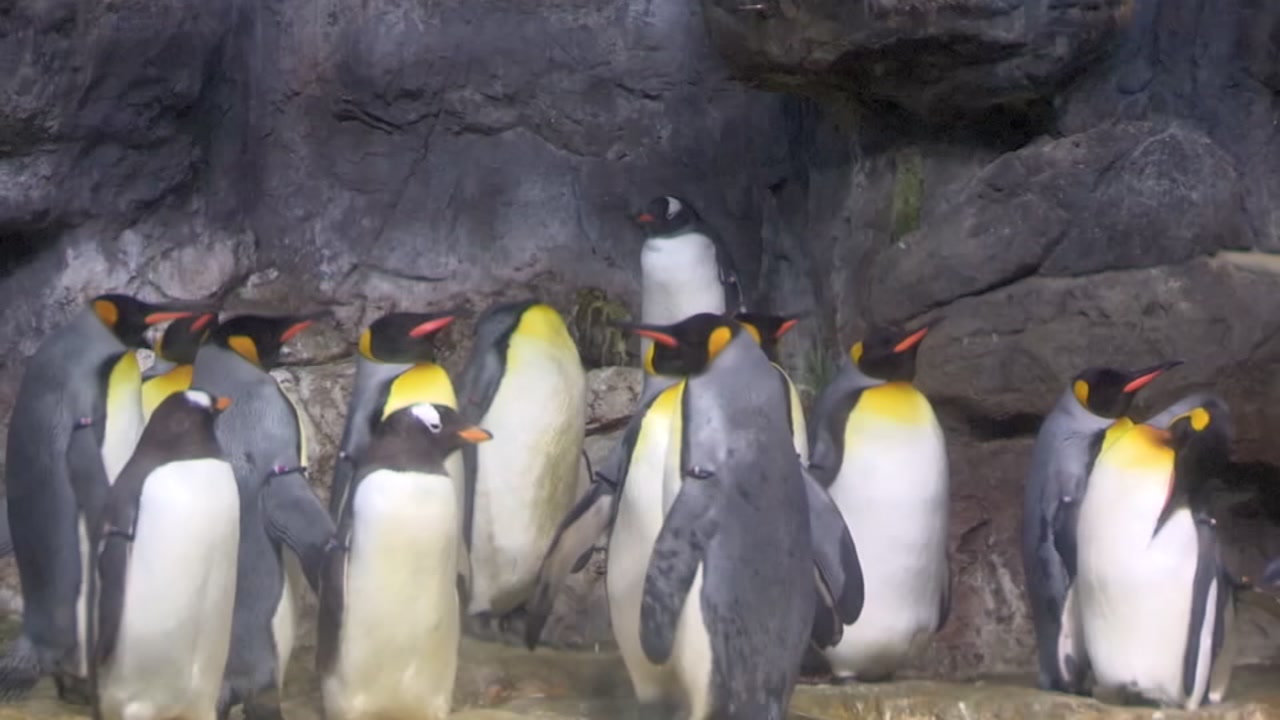 Check This Out: Moody Gardens 2