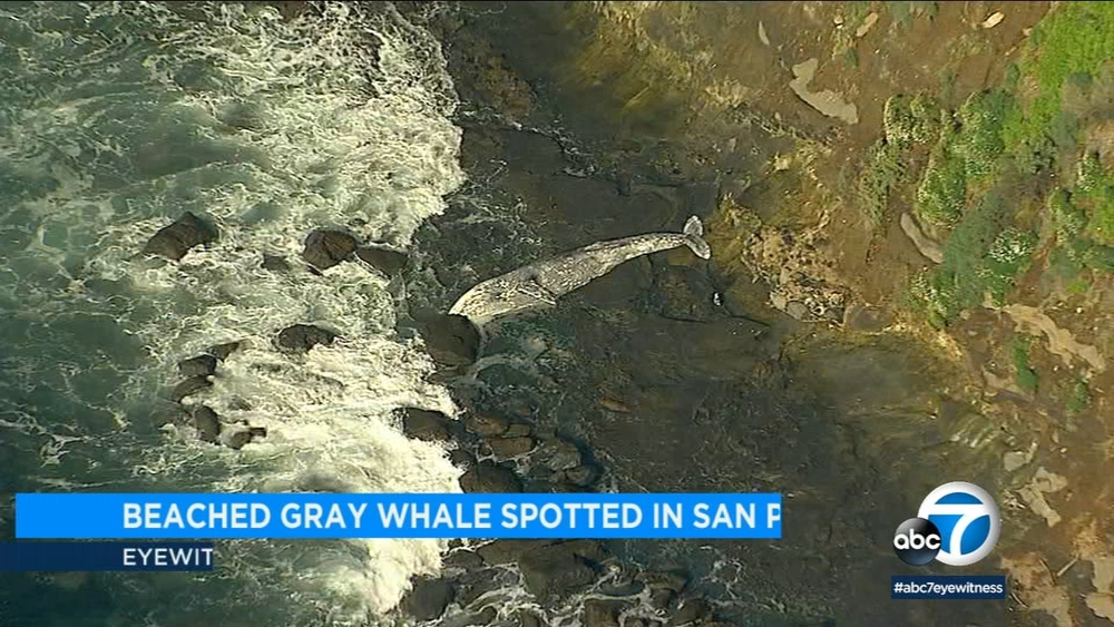 VIDEO: Beached gray whale caught near San Pedro coast