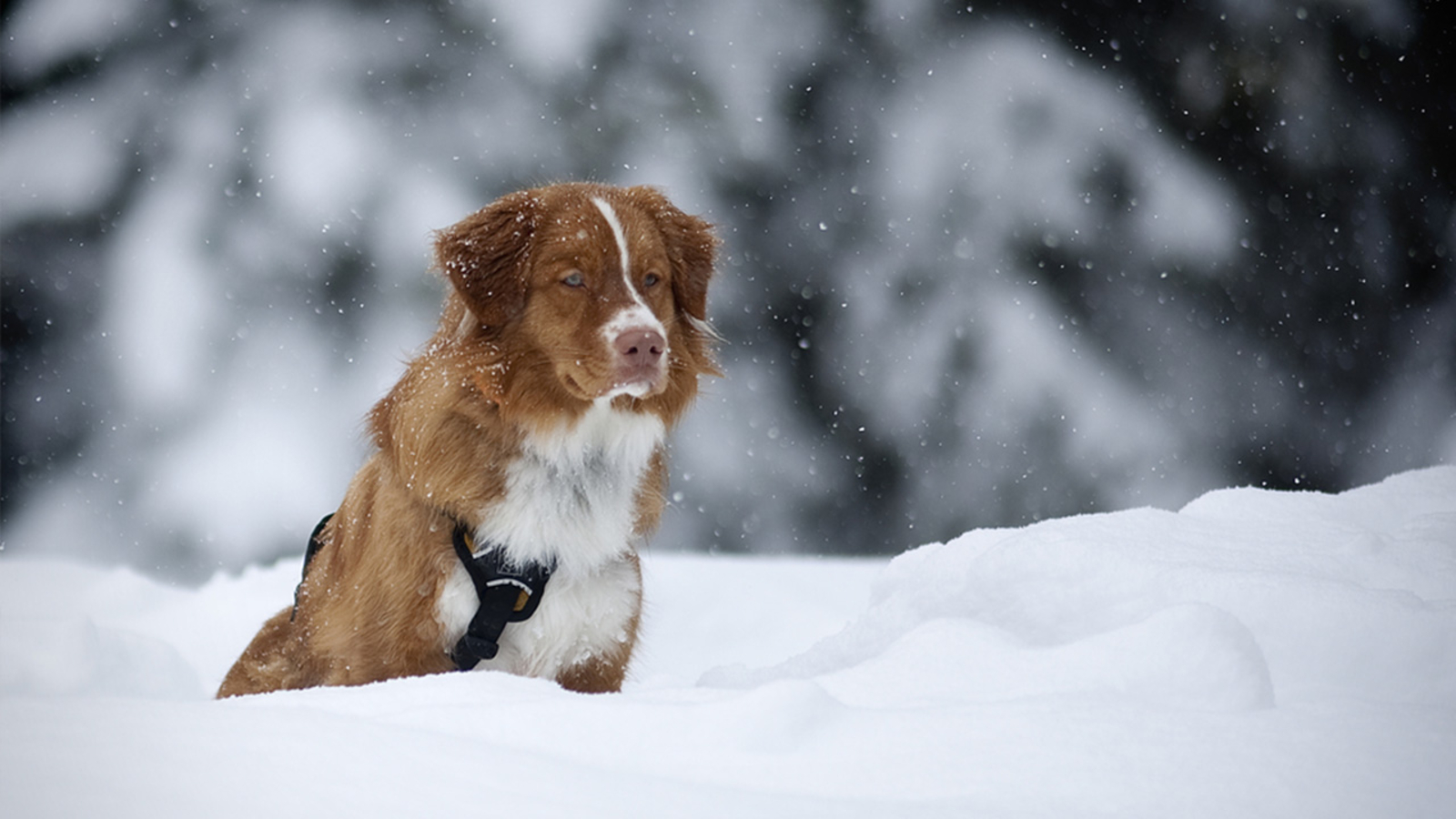 Incredible video shows man breaking through frozen river to save dog ...