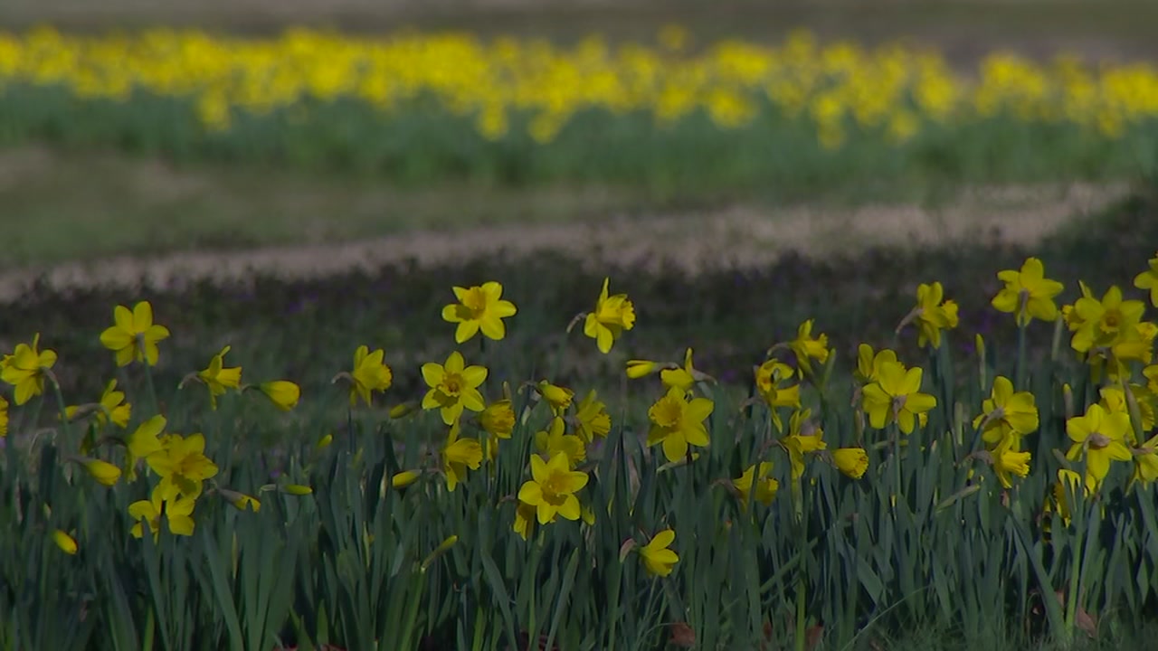 First flower field blooms at Dorothea Dix Park in Raleigh