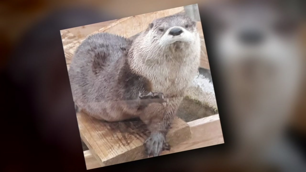 3 rare river otters reportedly stolen from NC animal sanctuary